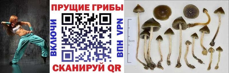 Галлюциногенные грибы Cubensis Канск